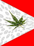 What we know about marijuana